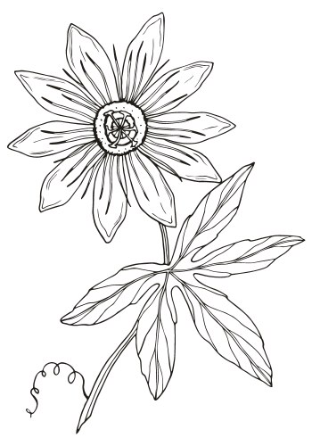 Incarnata (1L Pot)