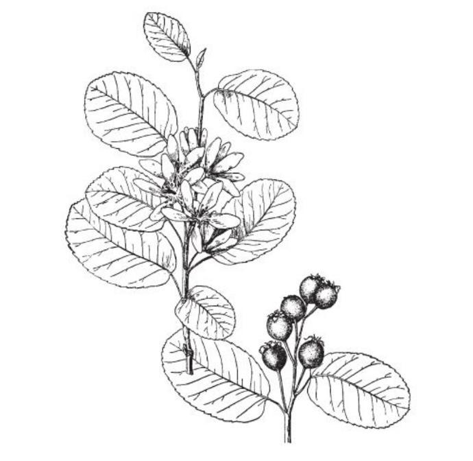 Mandan (Pot 1L)
