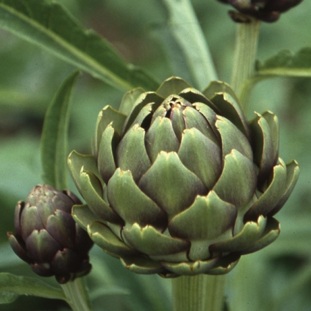 Artisjok Vert de Laon