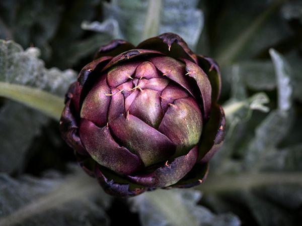 Colorado Red Star (1L Pot)
