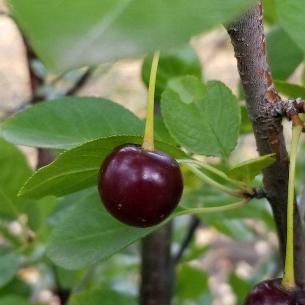 Romeo (Pot 2L)