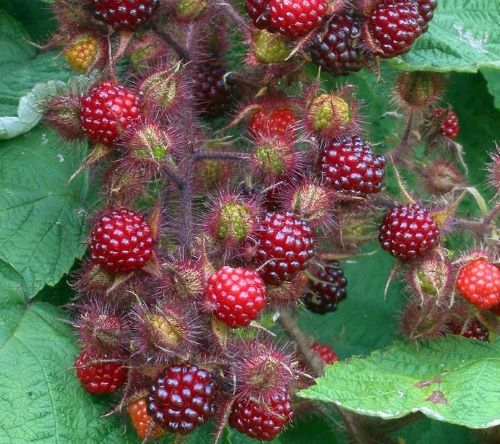 Wineberry (Pot 1L)
