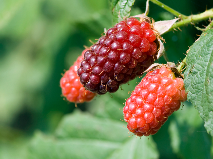 Tayberry (1L Pot)