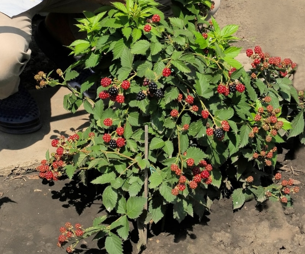 Dima (1L Pot)