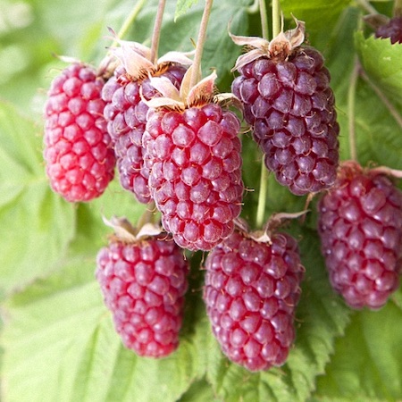 Loganberry (1L Pot)