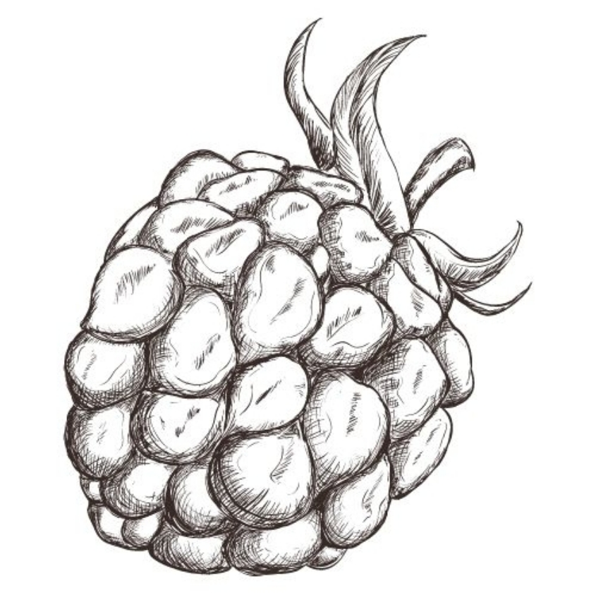 Buckingham Tayberry (1L Pot)