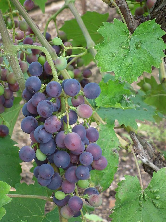 Muscat Bleu (Pot 2L)