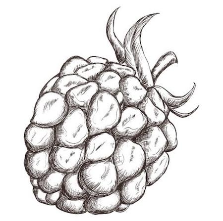 Willamette (Pot 1L)