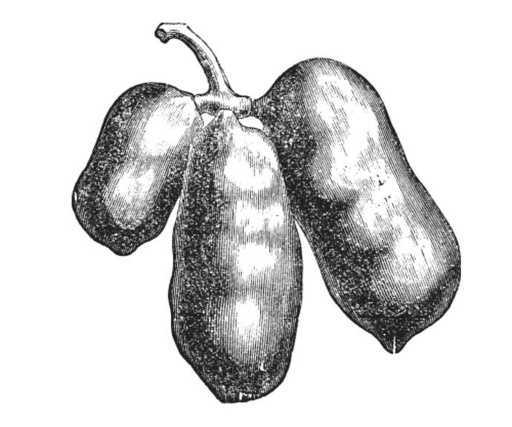 Halvin (2L Pot)