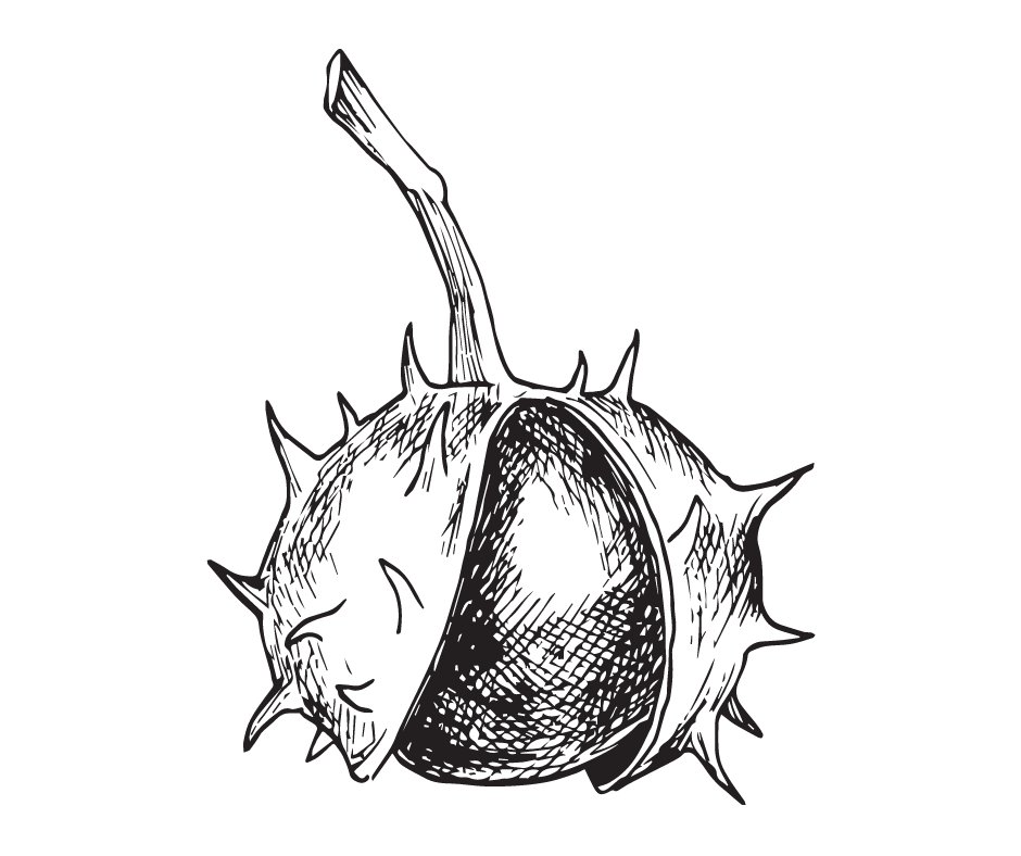 Belle épine (Pot 2L)