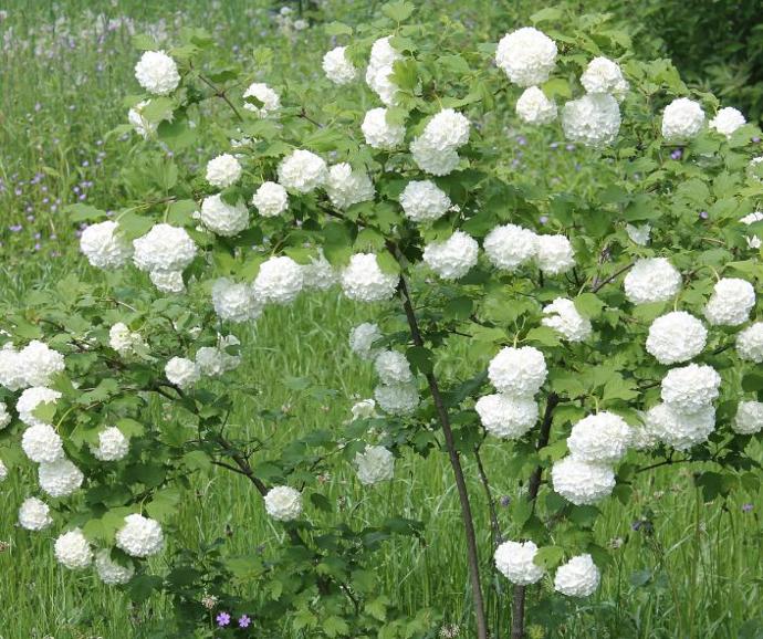 Gelderse roos (4L pot)