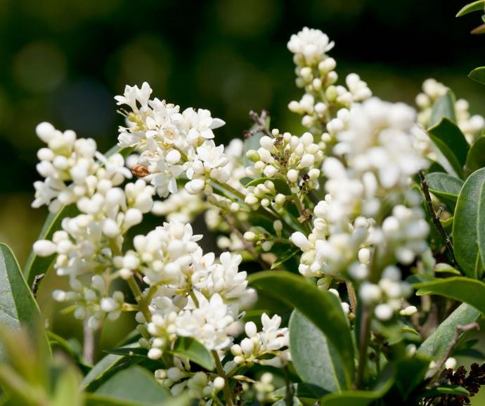 Gewone liguster (4L pot)