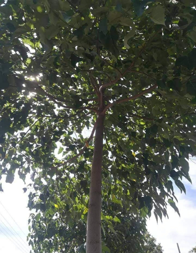Paulownia Shantong G3 (1L Pot)