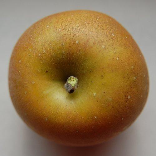 Golden Russet of Western New York (2L Pot)