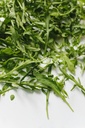 Rucola