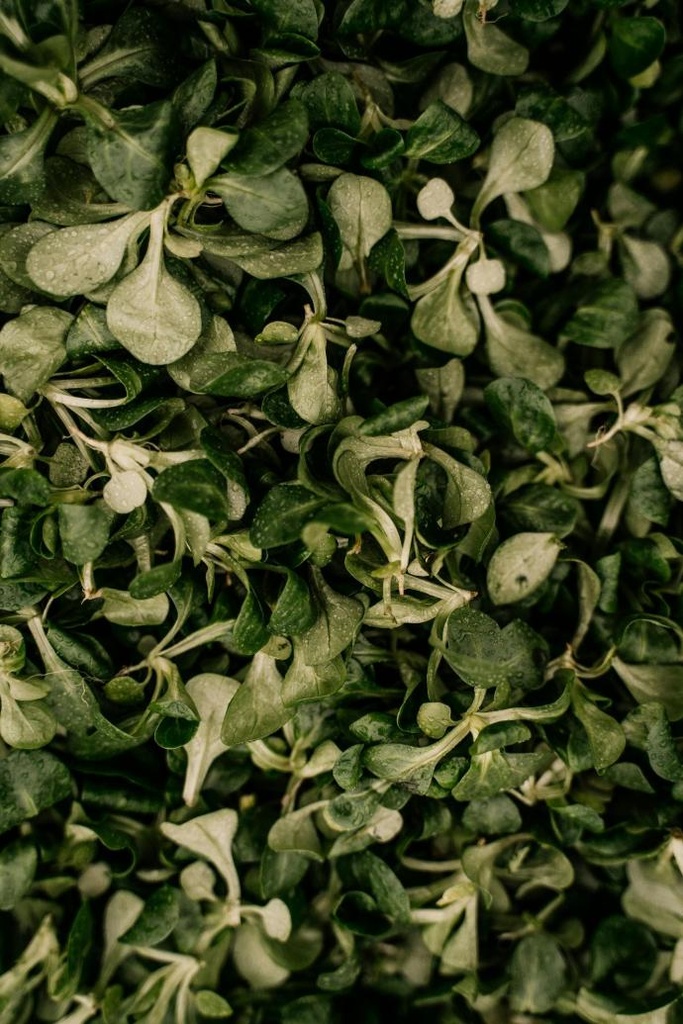 Salade de blé