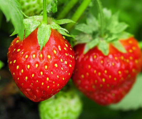 Aardbei mix variety