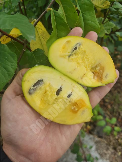 Maria's Joy (2L Pot)