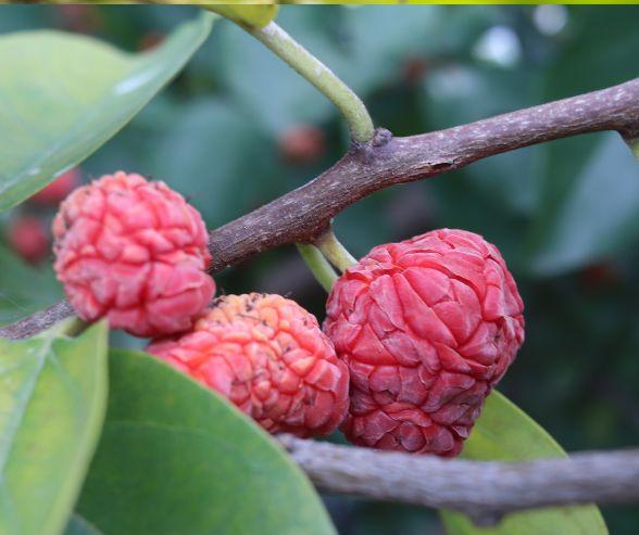 Cudranier 'Seedless Che' (2L Pot)