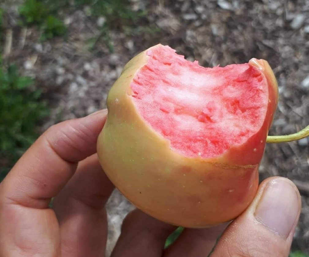 Pink Pearl (RN PG Nanifiant)