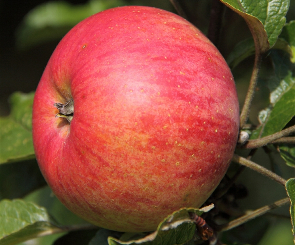 Belle Fille De Salin (RN PG Nanifiant)