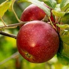 Baguette d'hiver (RN PG Nanifiant)