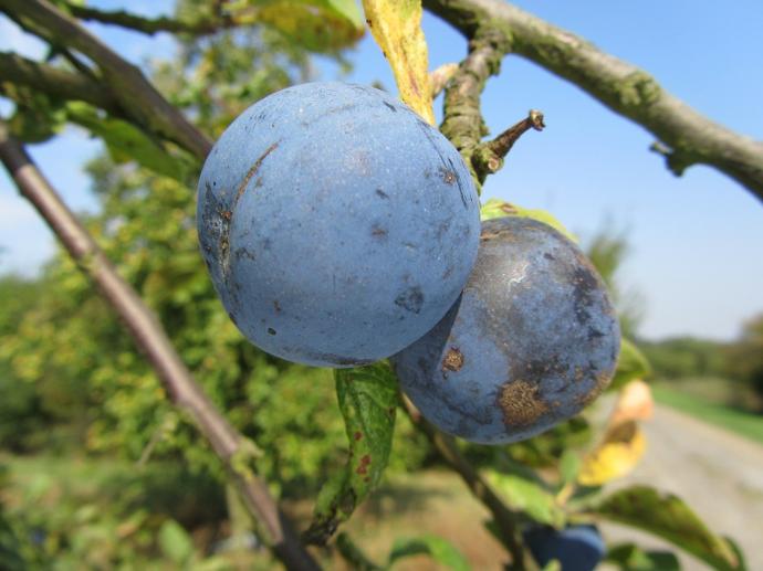 Prune de Prince (rgf) (RN PG Nanifiant)