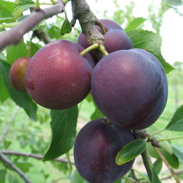 Monsieur Hâtif (RN PG Nanifiant)