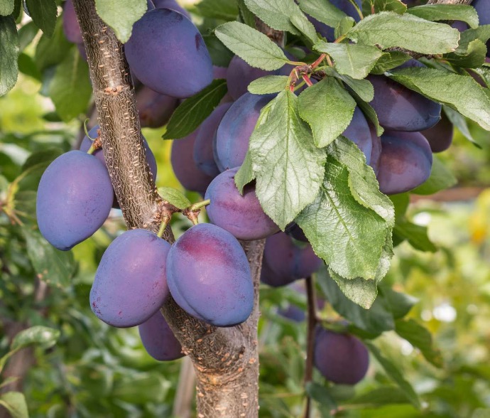 Quetsche d’Alsace (RN PG Nanifiant)