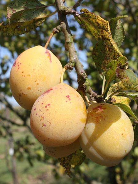 Goutte d'or de Coe (RN PG Nanifiant)