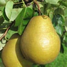Poire à Clément (RN PG Nanifiant)