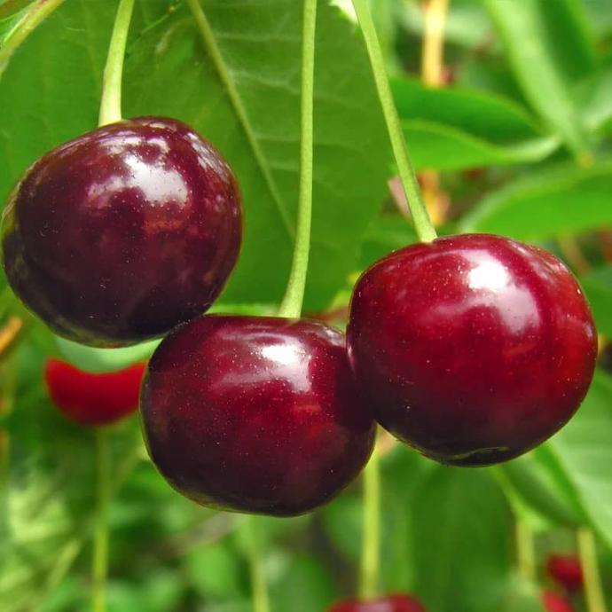 Stella (RN PG Nanifiant)