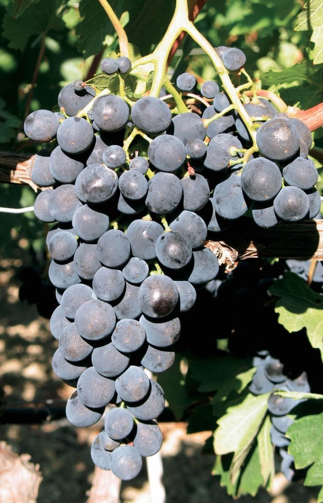 Prima (v) (2L Pot)