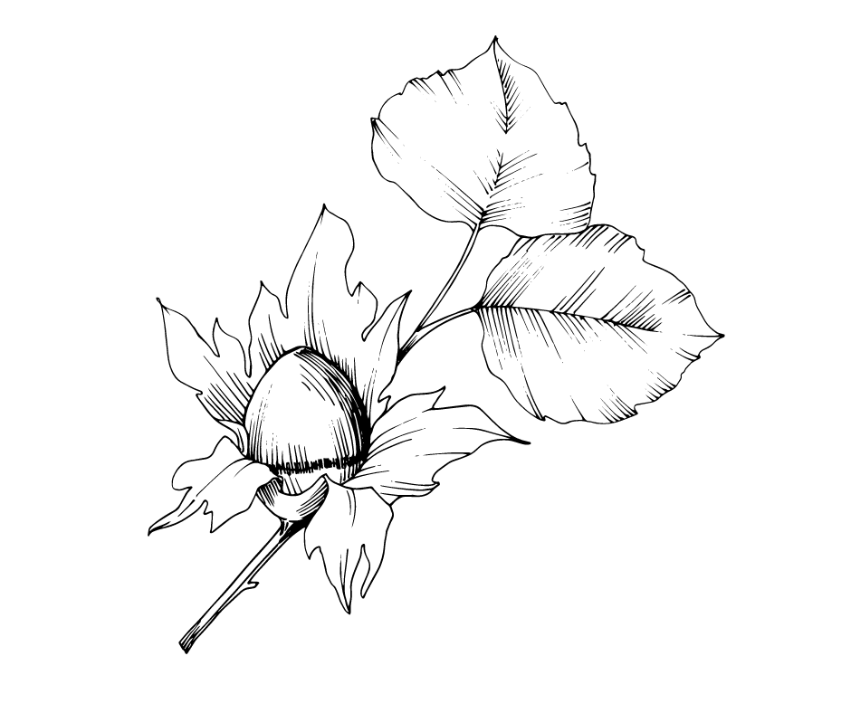 Merveille de Bollviler (Pot 4L)