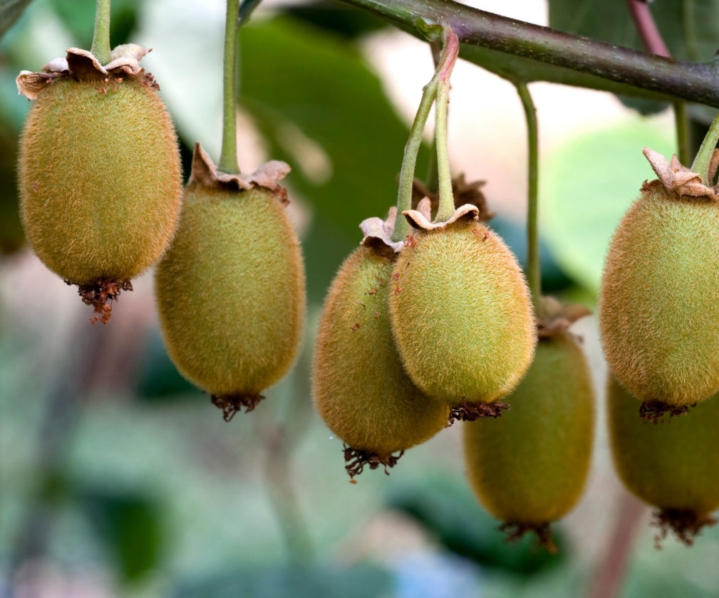 Green light (Pot 2L)