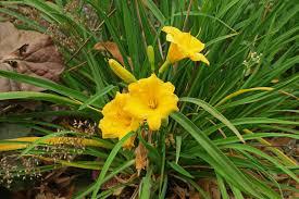 Daglelie "Stella de Oro"