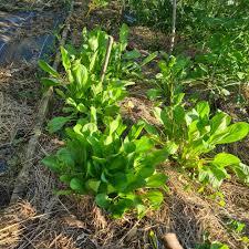 Mache perpetuelle