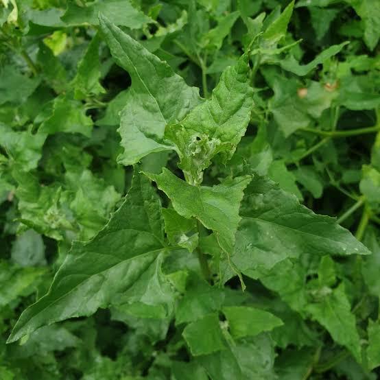 Brave hendrik (1L Pot)