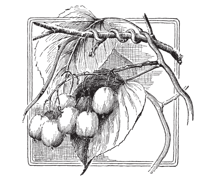 Sentyabraskaya (2L Pot)