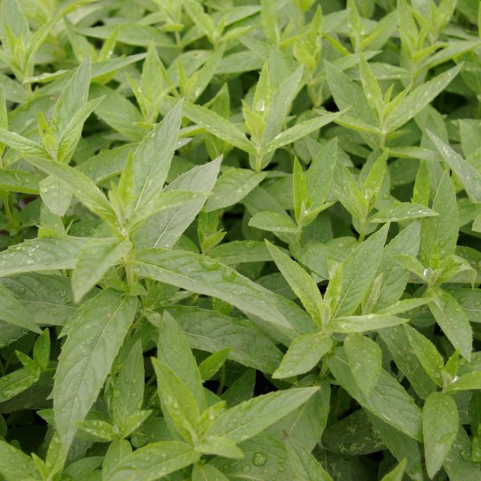 Menthe asiatique
