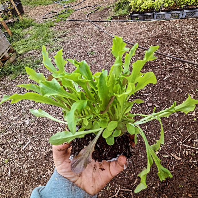 Asiatische mesclun