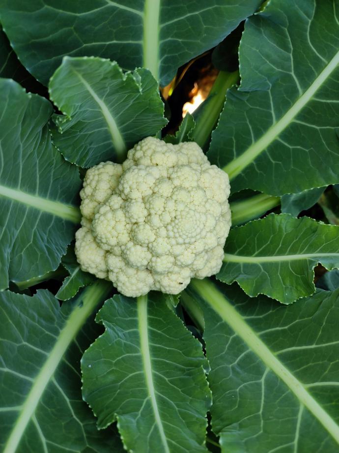 Bloemkool