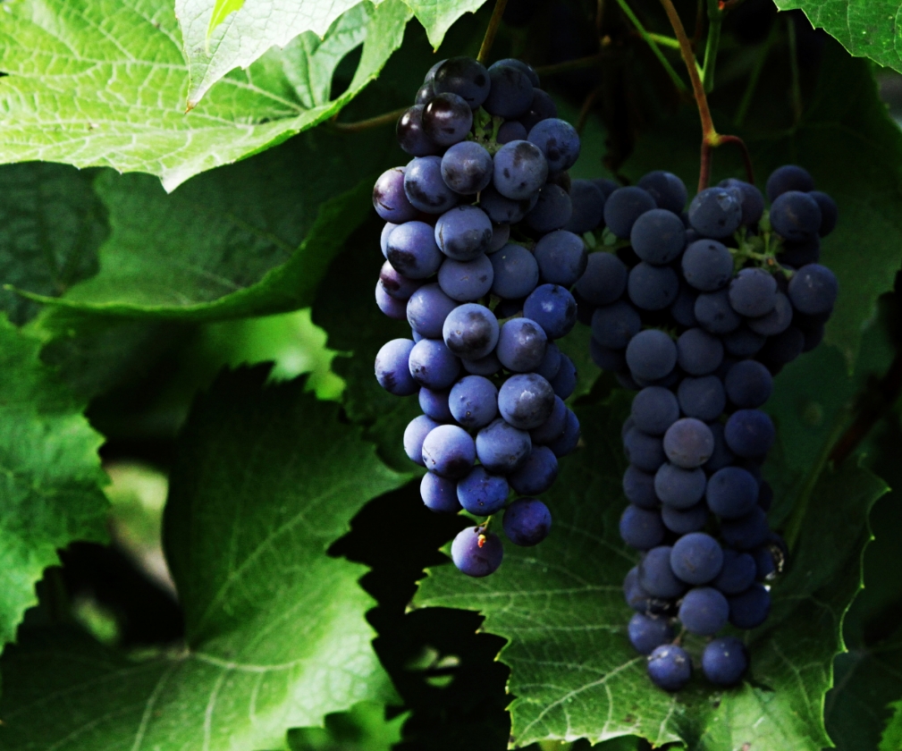 Vigne interdite