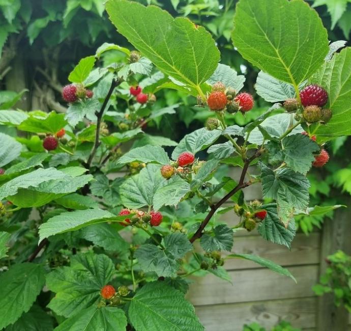 Raspberry Tower (Pot 1L)