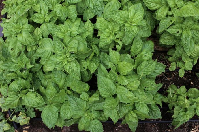 Basilic (Pot 1L)