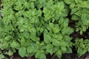 Basilic