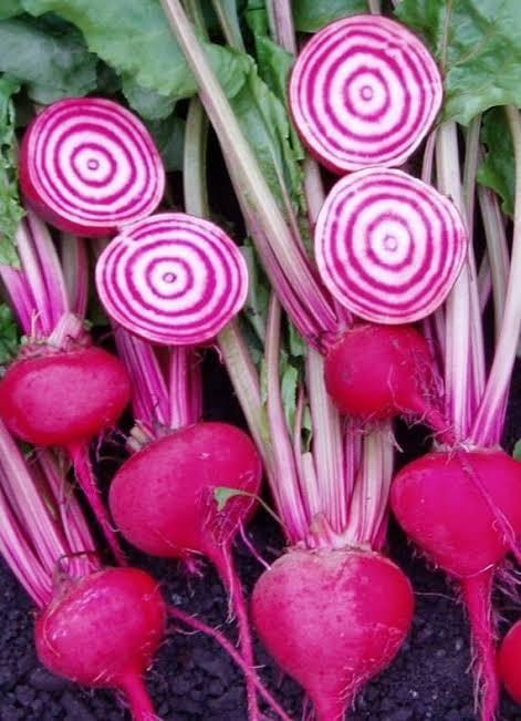 Chioggia biet