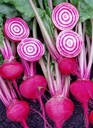 Chioggia biet