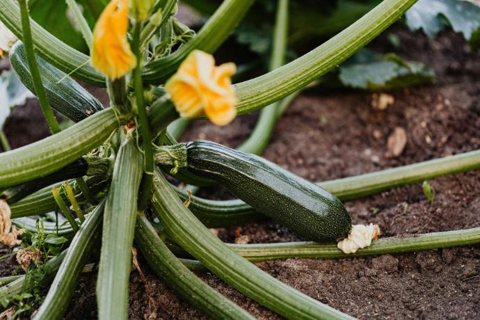 Lange Groene Zuchinni (1L Pot)