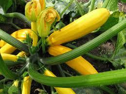 Gele Courgette (1L Pot)